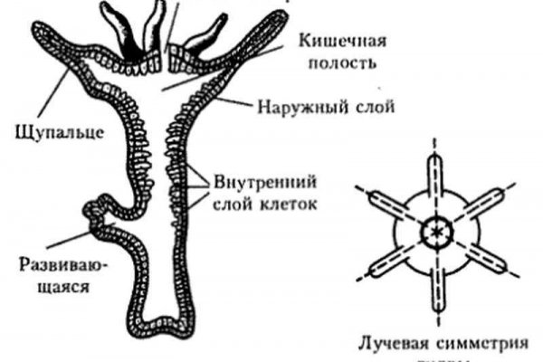 Кракен 2024 сайт